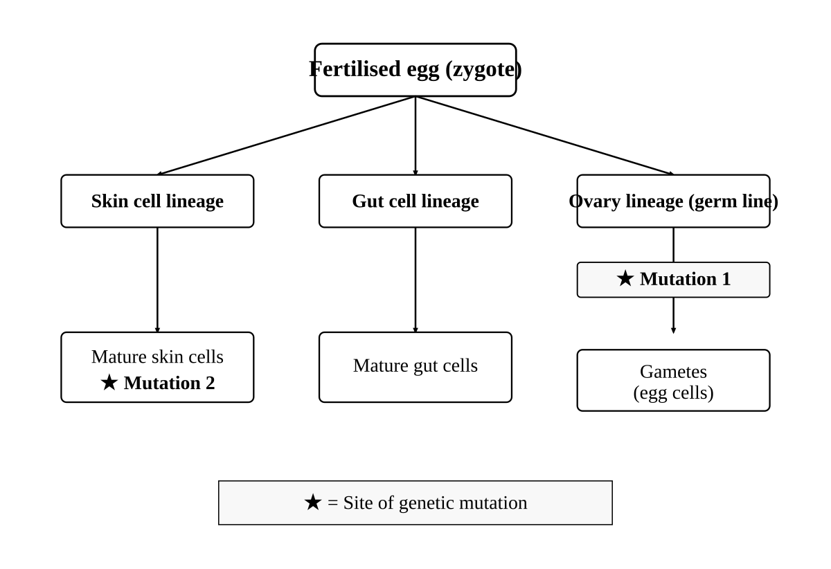 flow diagram — a fertilised egg divides and differentiates into three labelled cell lineages: cells that form the skin, cells that form the gut, and cells that form the ovaries (germ line). Mutation 1 is marked with a star in a cell of the ovary lineage before gamete formation. Mutation 2 is marked with a star in a mature skin cell of the adult.